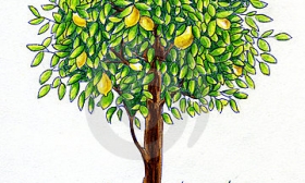 Lemon Tree Clipart   Item 1