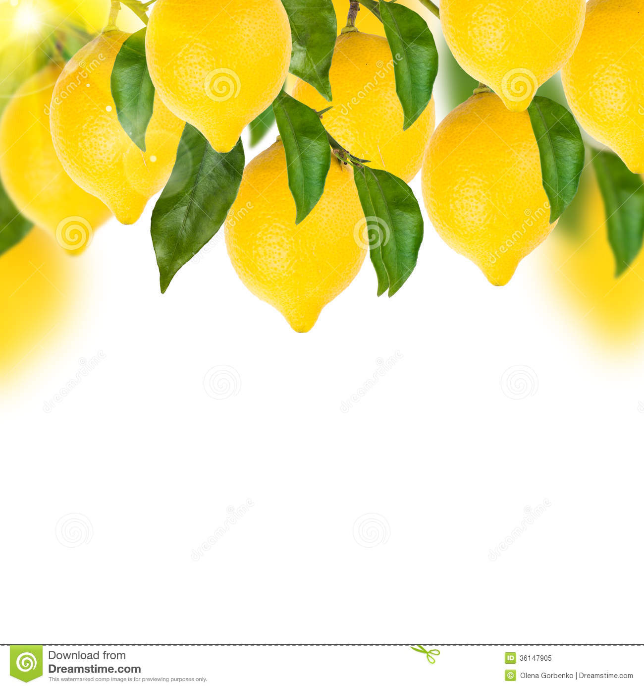 Lemon Tree On A White Royalty Free Stock Photo   Image  36147905