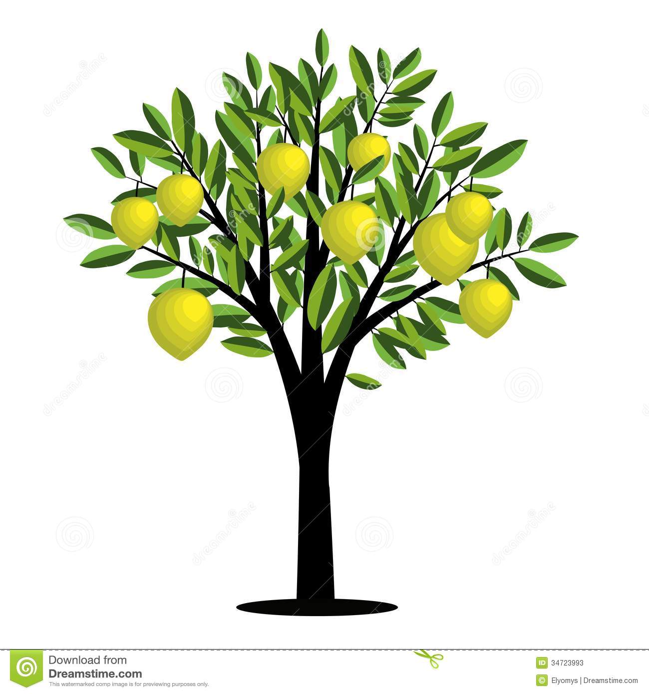 Lemon Tree Stock Photos   Image  34723993