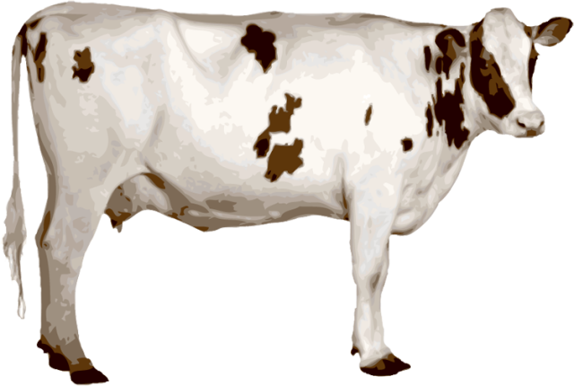 Pin Holstein Cow Clipart Etc On Pinterest