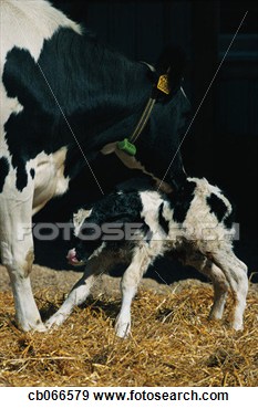 Stock Photograph   Newborn Holstein Calf With Mother  Fotosearch