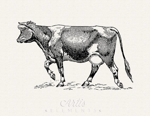 To Holstein Cow Bovine Etching   Pdf Png Digital Download Clipart