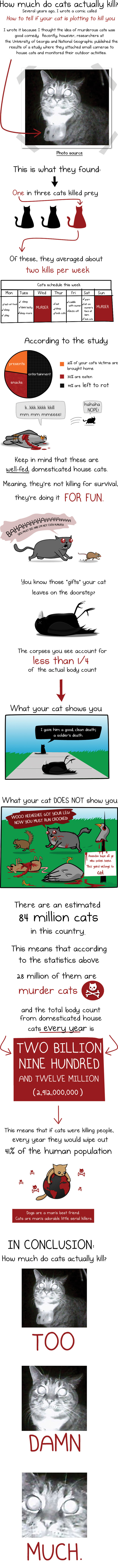Cats Love Murder Infographic