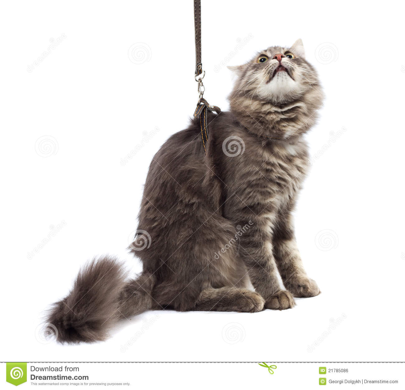 Funny Cat On A Leash Isolated On White Background Royalty Free Stock