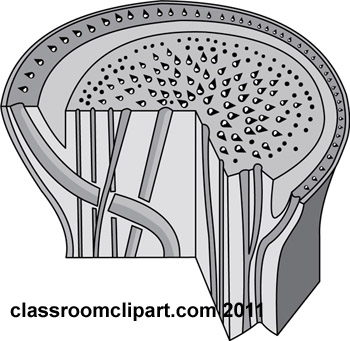 Plants Gray And White Clipart  Root Cross Section Graphic Gray    