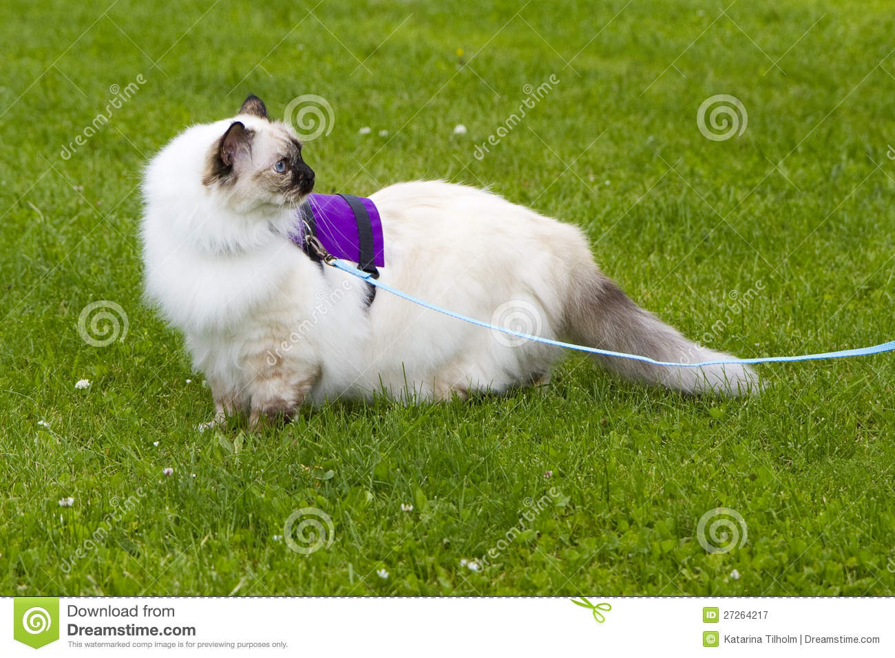 Royalty Free Stock Photography  Cat On A Leash