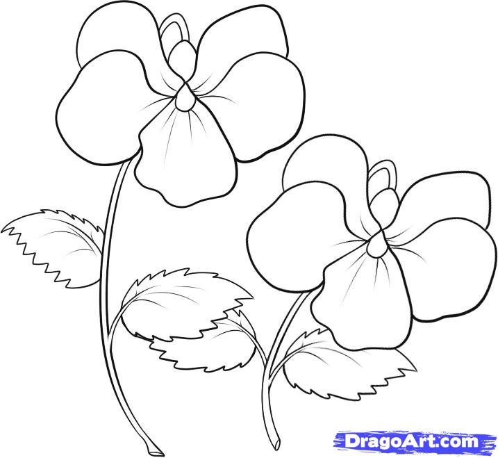 How To Draw Violets Step By Step Flowers Pop Culture Free    