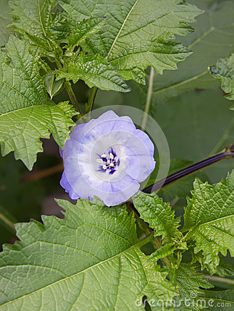 Nicandra Physalodes  Shoo Fly  Plant Which Bears White Throated Violet    