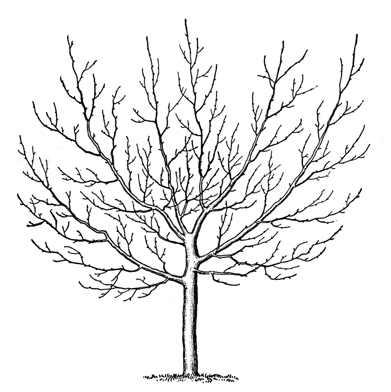 Winter Tree Clipart   Free Large Images
