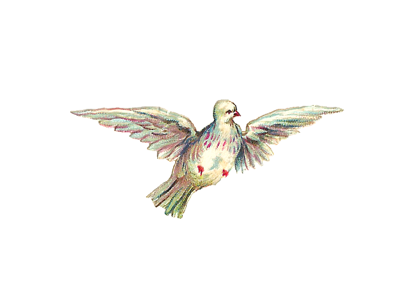 Free Bird Clip Art  Images Of Dove In Flight And Doves At Fountain