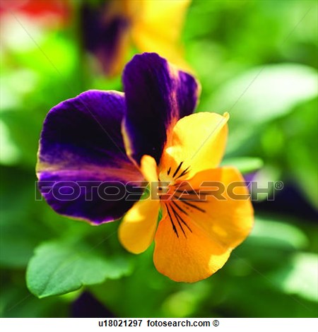 Of Blossoms Flowers Pansy Tricolor Viola Flower Pansies Blossom