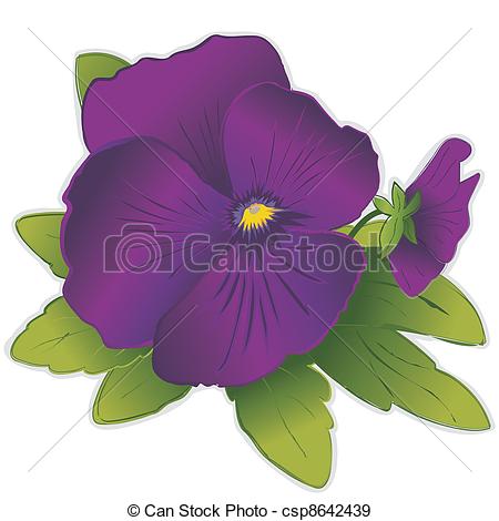 Viola Viola Del Pensiero Fiori  Viola Tricolore Hortensis    