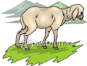 Wandering Lamb   Royalty Free Clipart Picture