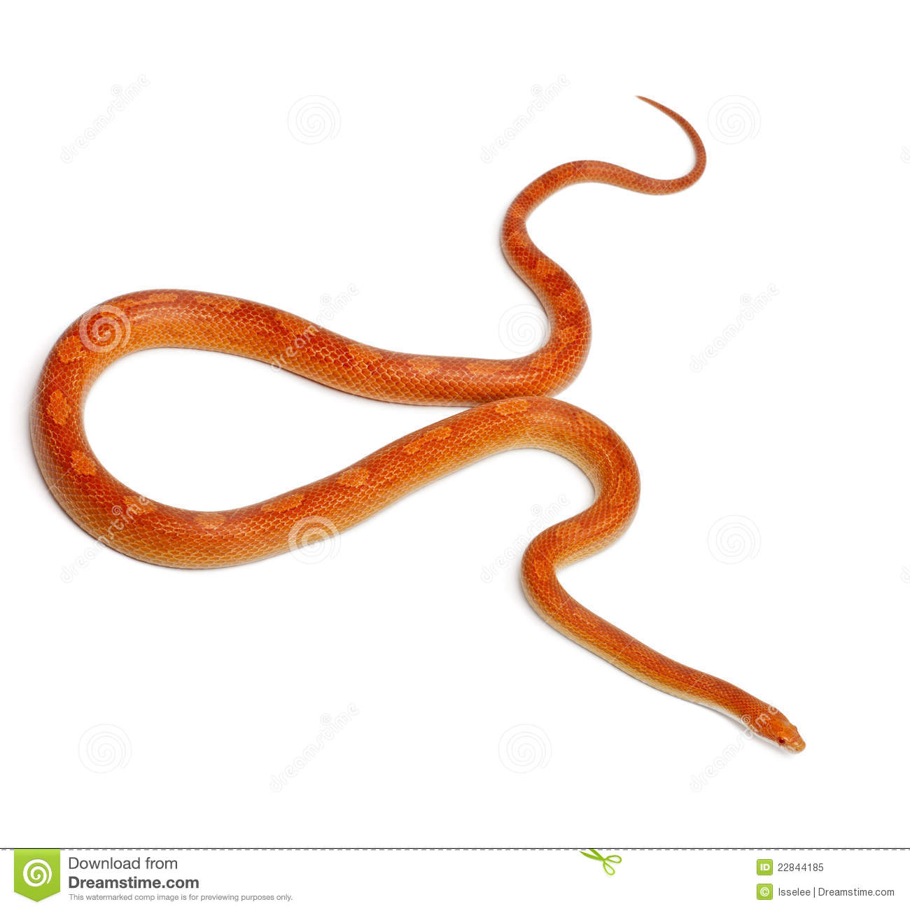 Albinos Mothley Corn Snake Or Red Rat Snake Pantherophis Guttatus In
