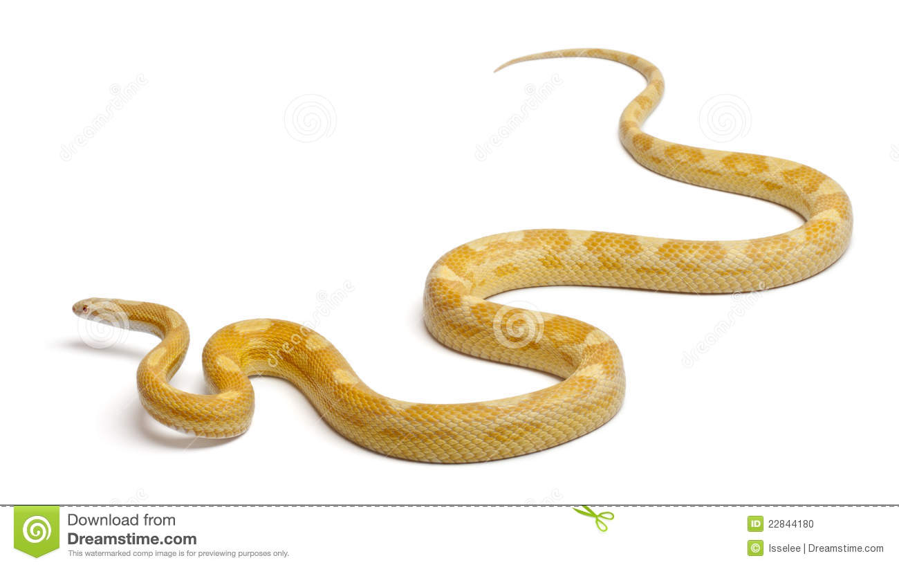 Butter Mothley Corn Snake Or Red Rat Snake Pantherophis Guttatus In