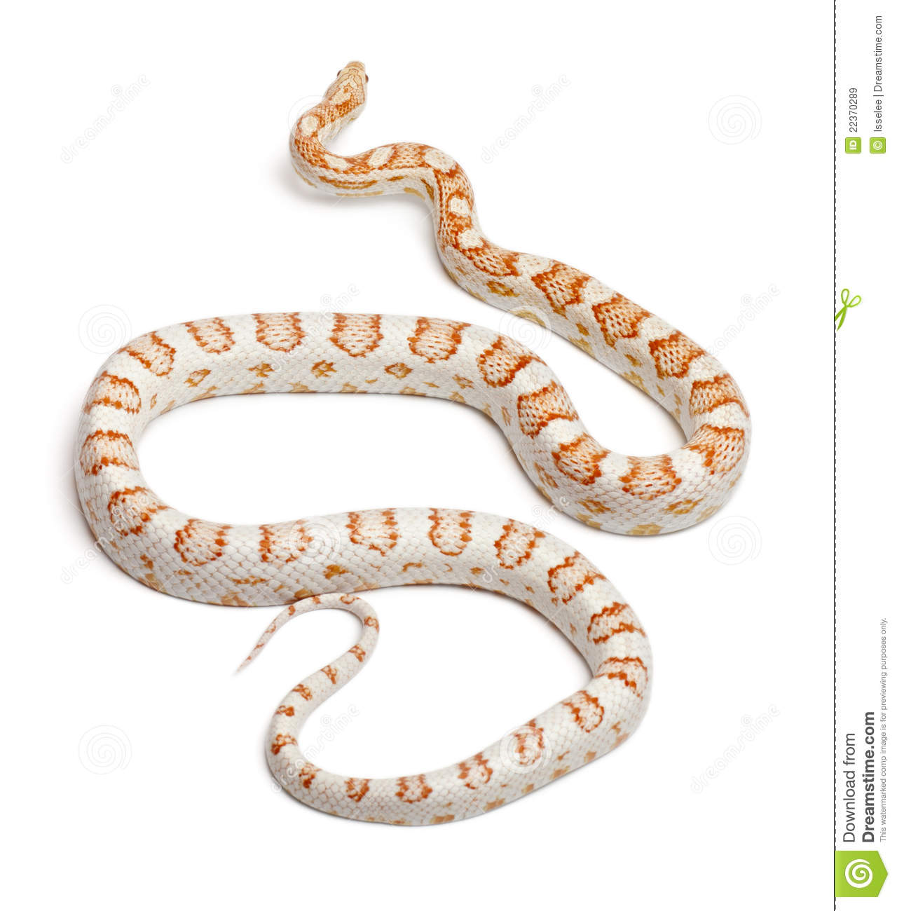 Candy Cane Corn Snake Or Red Rat Snake Pantherophis Guttatus In