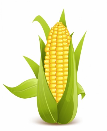 Corn Free Vector In Adobe Illustrator Ai    Ai   Encapsulated