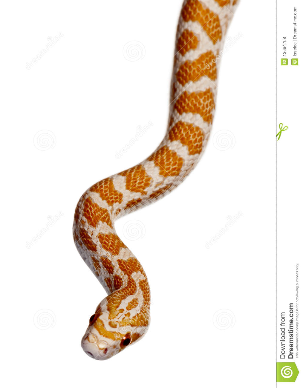 Corn Snake Or Red Rat Snake Slithering Royalty Free Stock Photos
