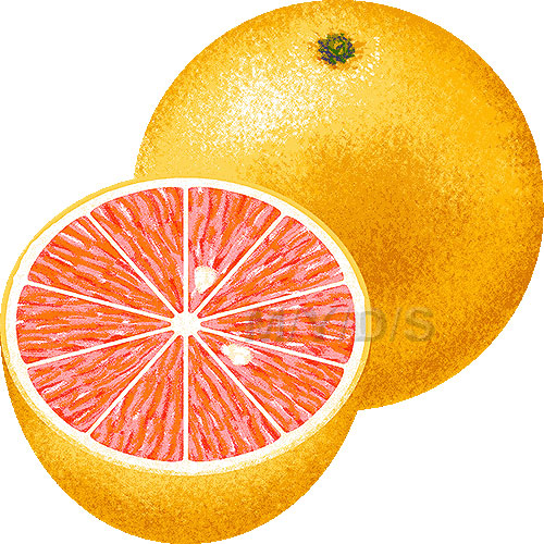 Grapefruit Clipart Picture   Large
