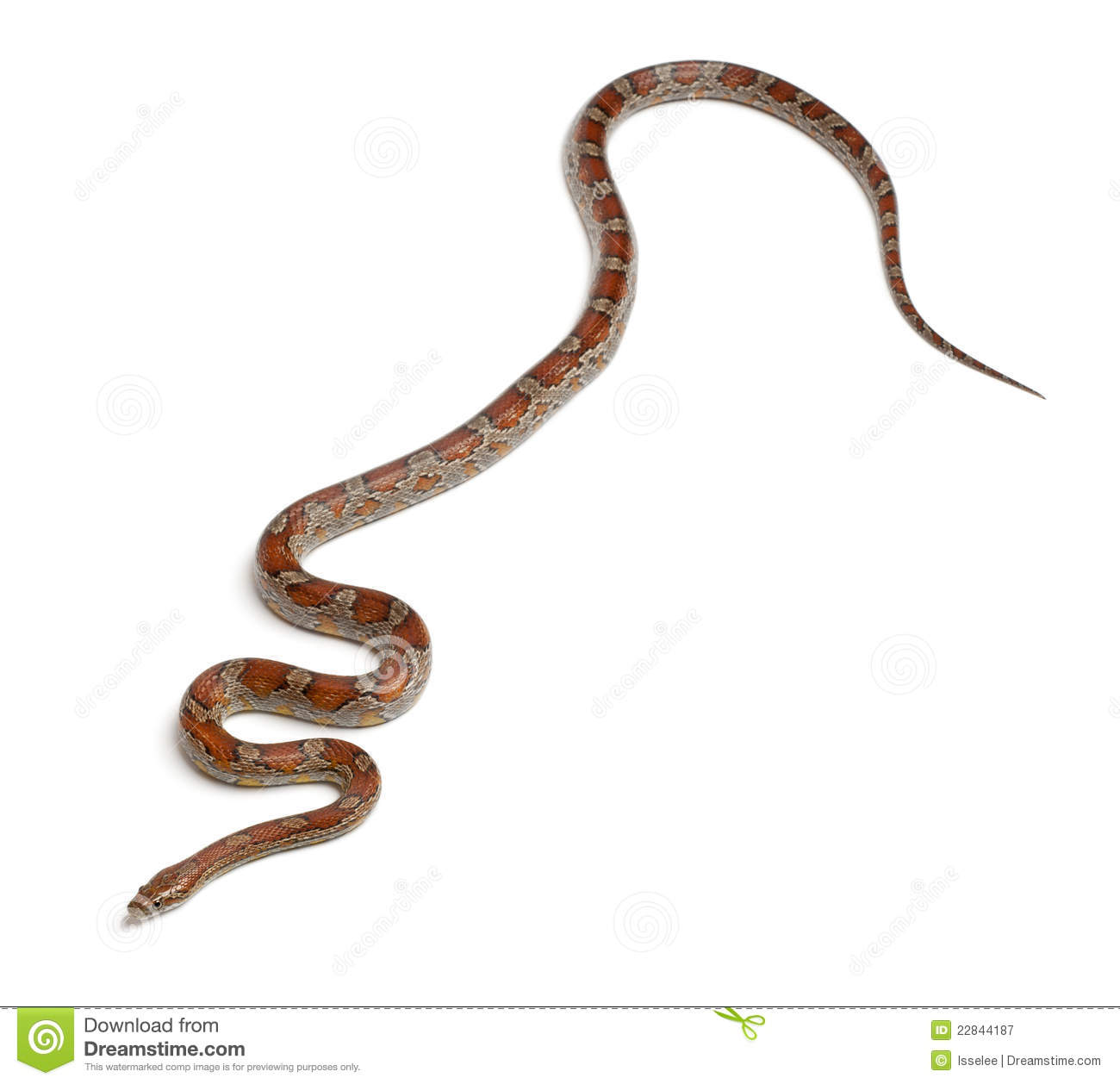 Miami Corn Snake Or Red Rat Snake Pantherophis Guttatus In Front Of