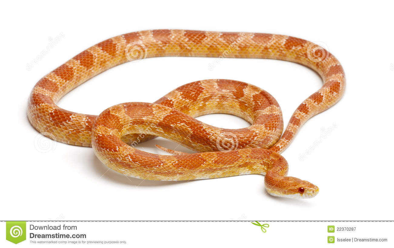Okeetee Albinos Corn Snake Red Rat Snake Pantherophis Guttatus In