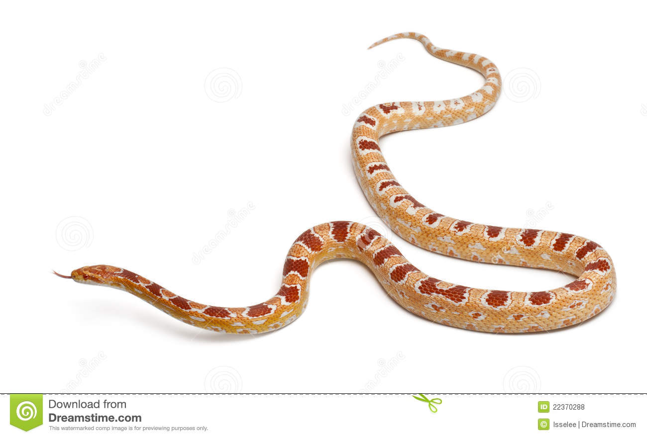 Okkeetee Albinos Reverse Corn Snake Or Red Rat Snake Pantherophis