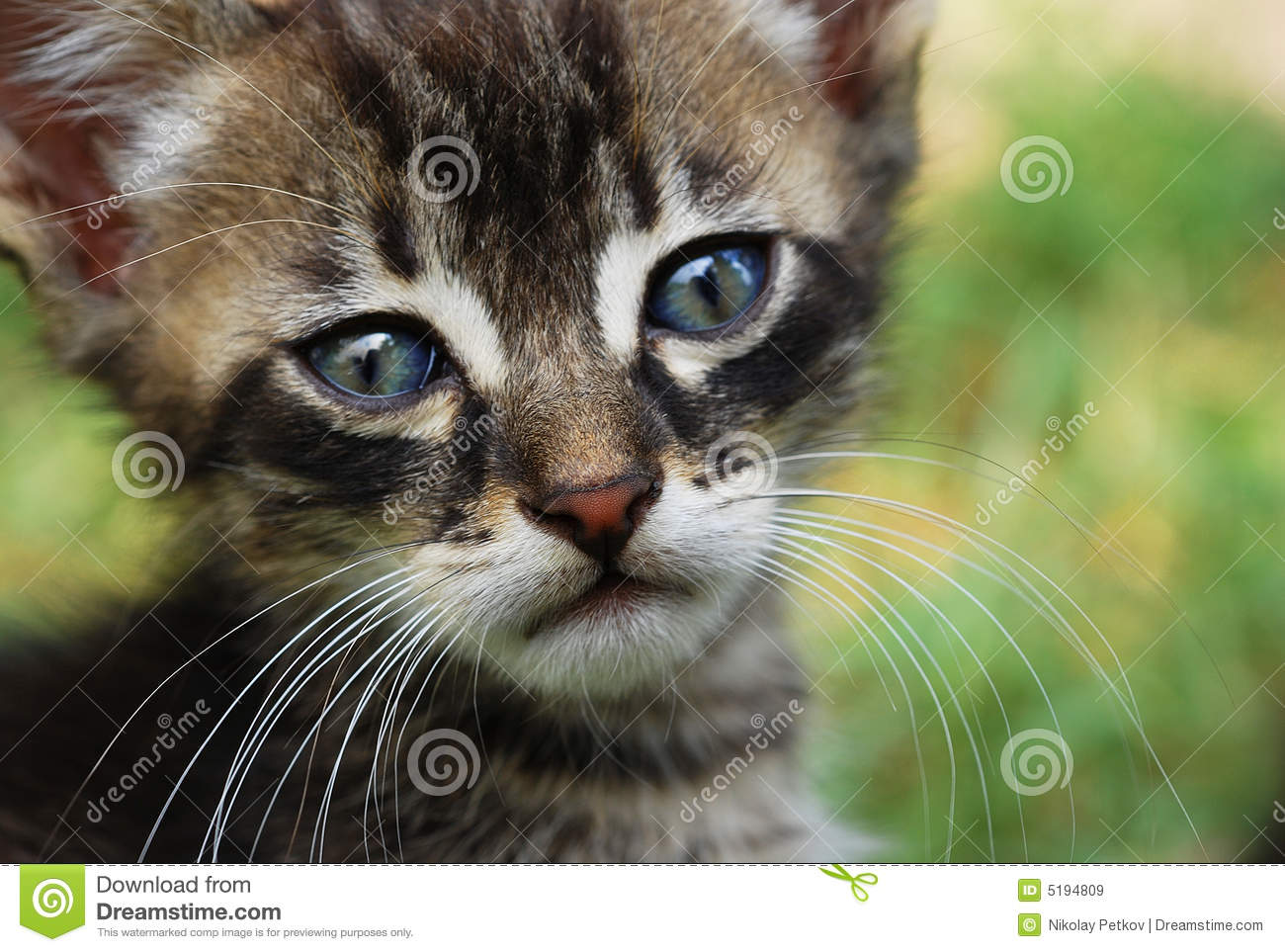 Sad Cat Royalty Free Stock Images   Image  5194809