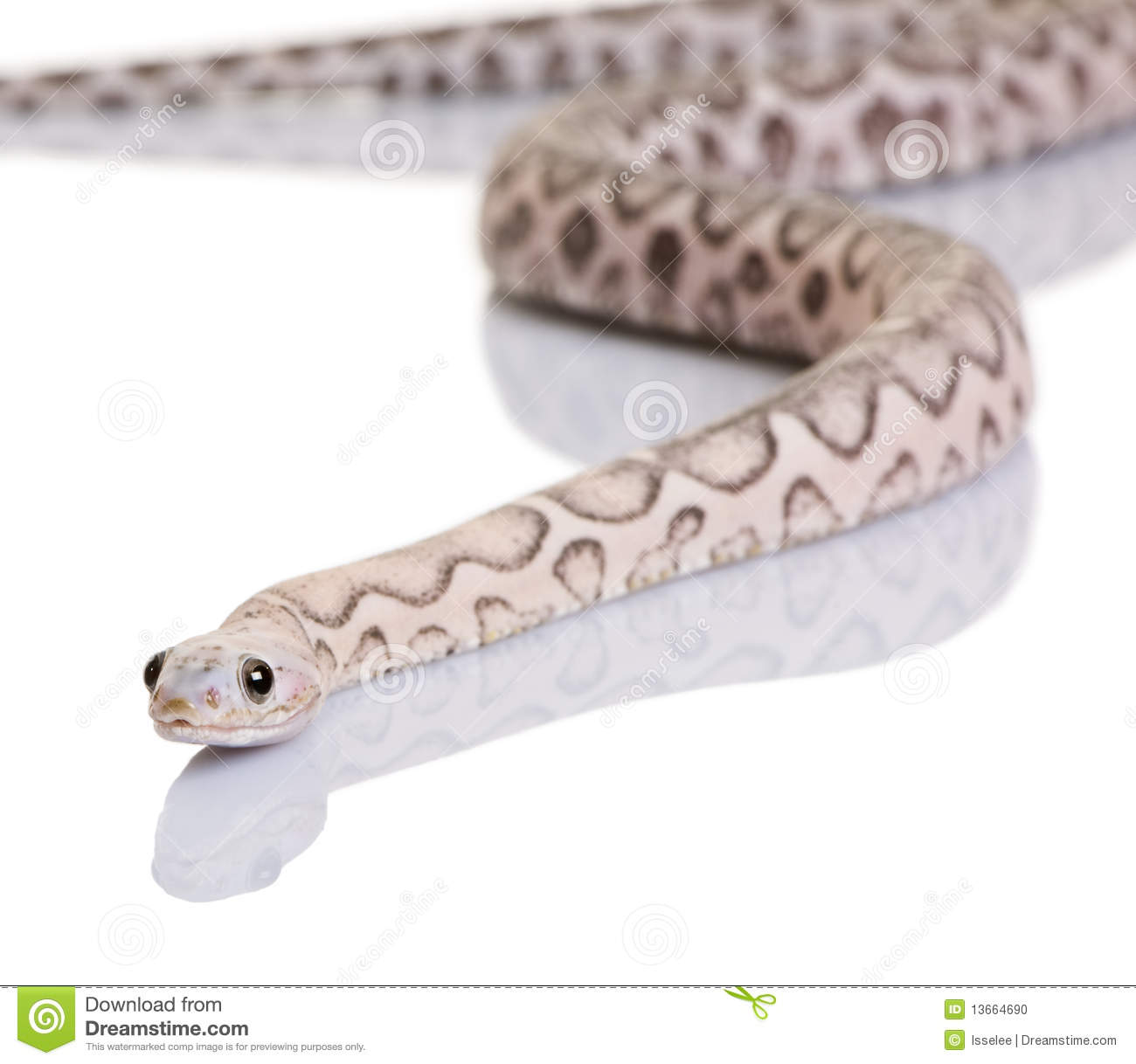 Scaleless Corn Snake Or Red Rat Snake Pantherophis Guttatus Against