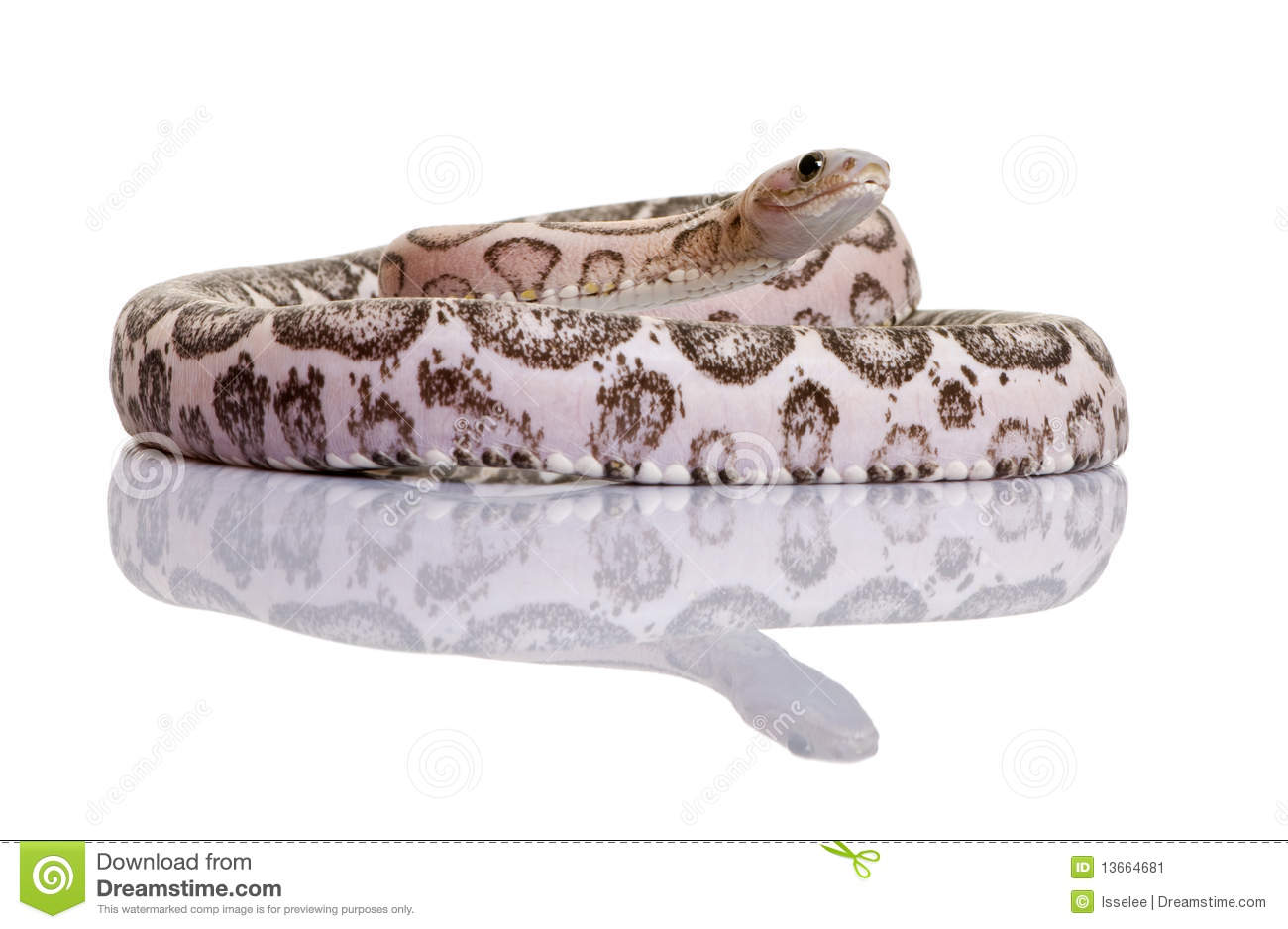 Scaleless Corn Snake Or Red Rat Snake Stock Image   Image  13664681