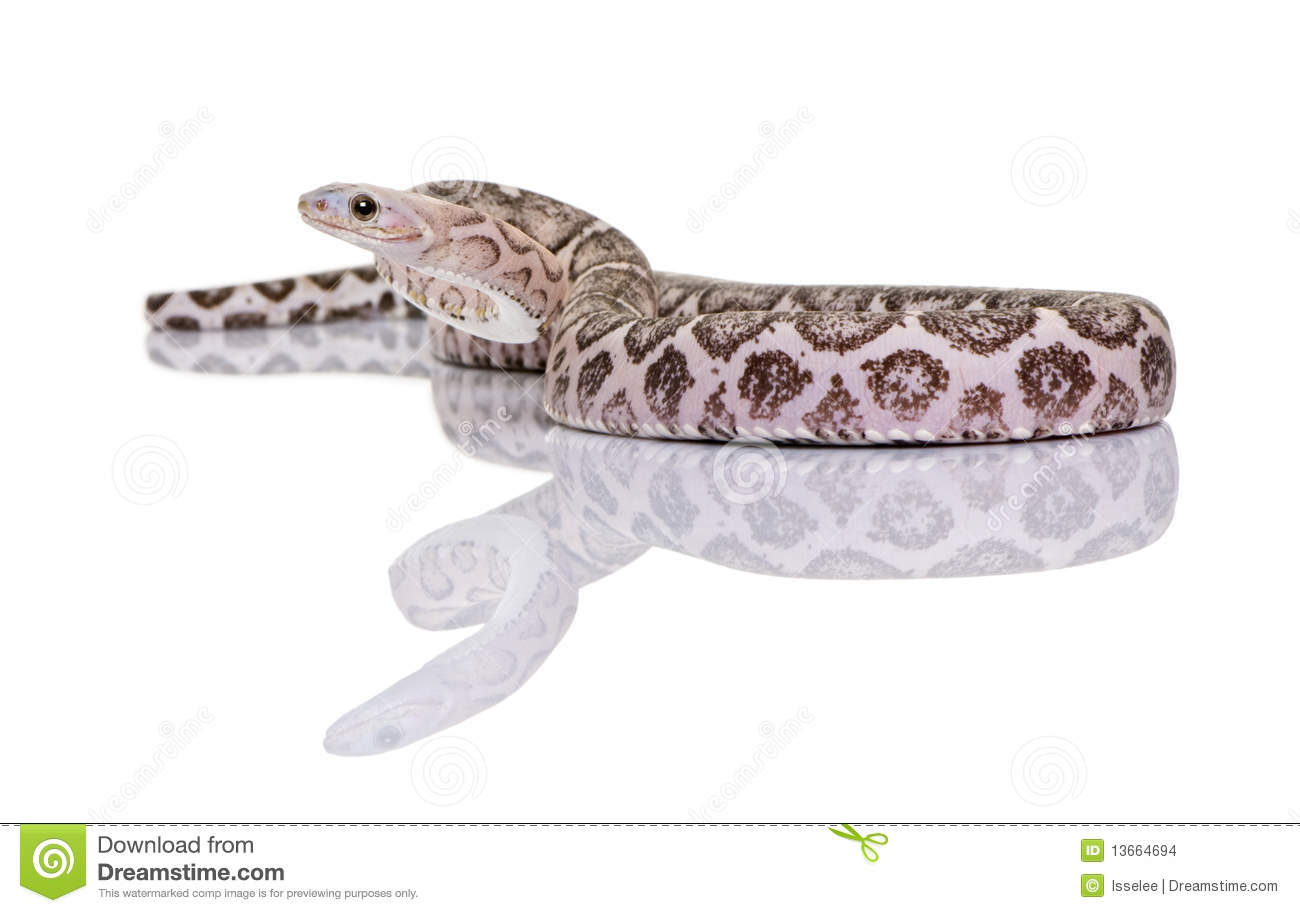 Scaleless Corn Snake Or Red Rat Snake Stock Images   Image  13664694