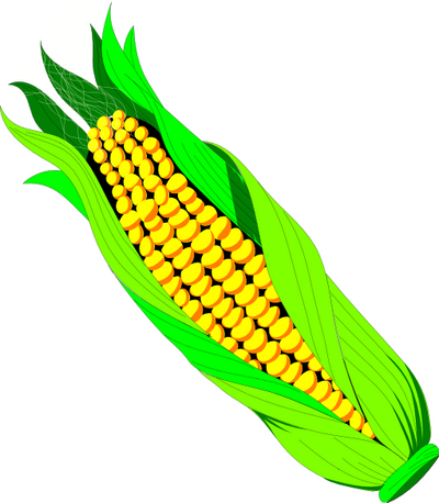 Search Terms  Sweet Corn Corn Corn On The Cob Food Sweetcorn    