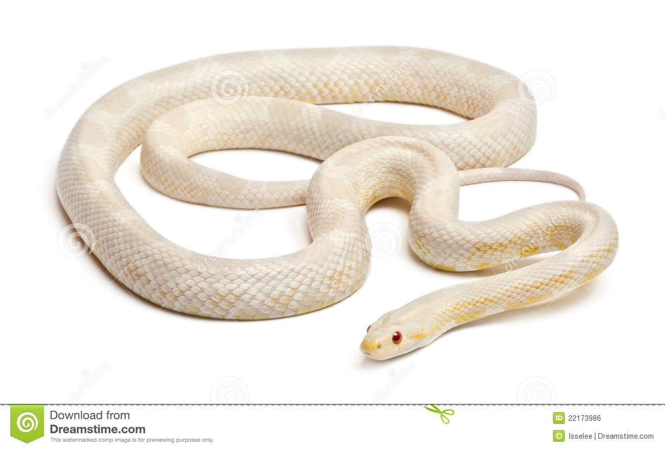 Snow Corn Snake Or Red Rat Snake Pantherophis Guttatus In Front Of