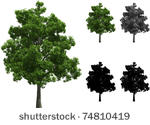 Beech Tree Leaf Vector   Download 1000 Vectors  Page 1
