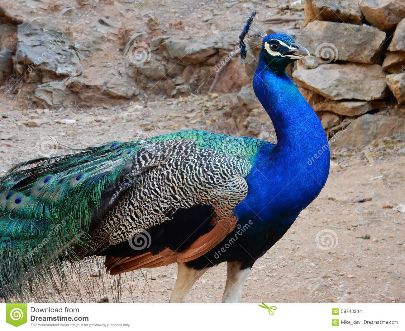 Peacock On The Background Of The Rocky Soil