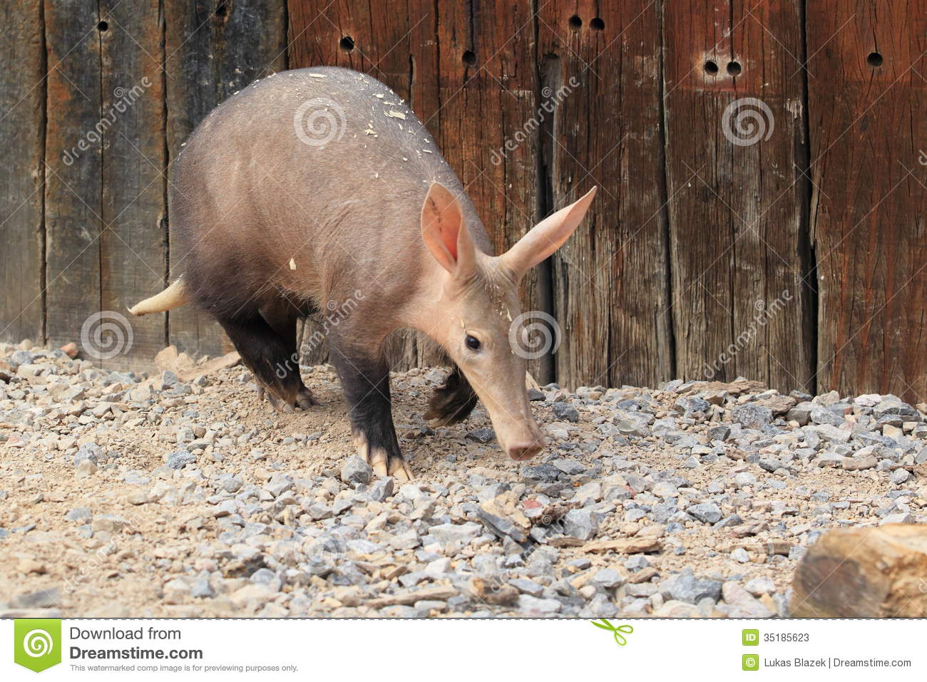 The Young Aardvark In The Rocky Soil 