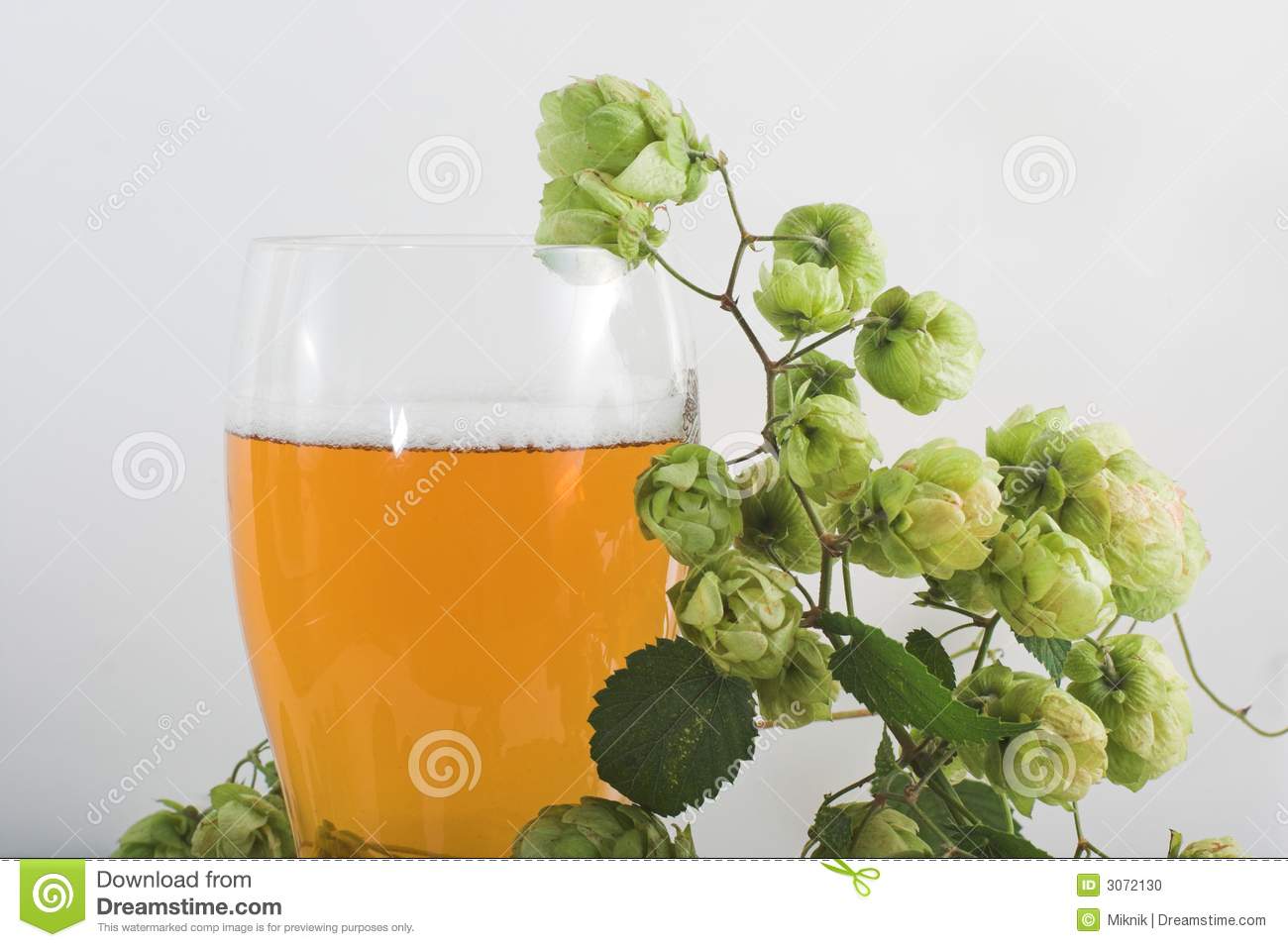 Beer And Hop Stock Photo   Image  3072130