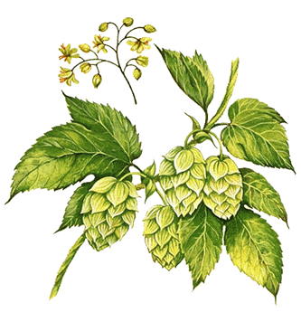 Everything You Ever Wanted To Know About Hops