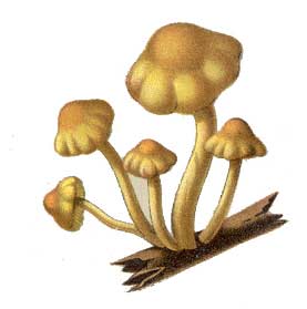 Fungi Clipart Cas Mushrooms008a Jpg