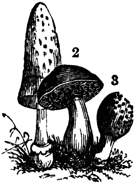 Fungi Clipart Fungi