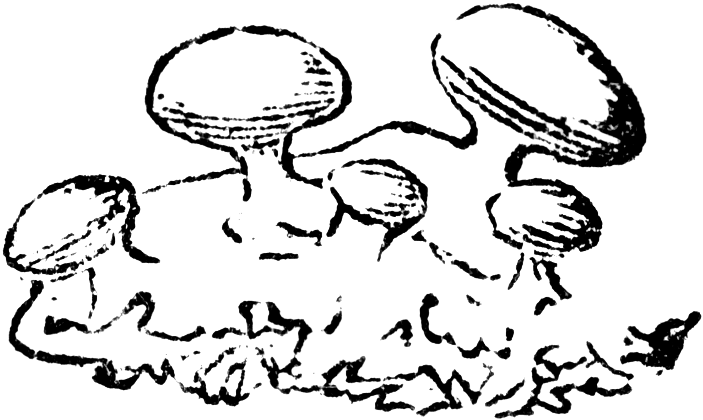 Kingdom Fungi Clipart