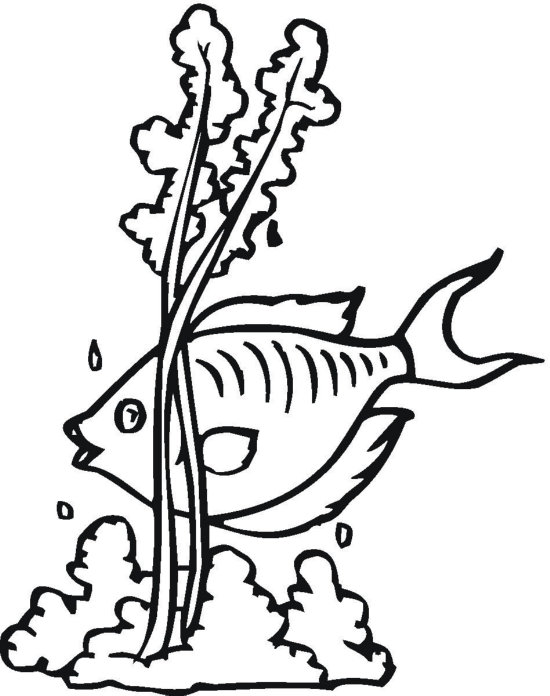 11 Seaweed Coloring Pages   Free Cliparts That You Can Download To You    
