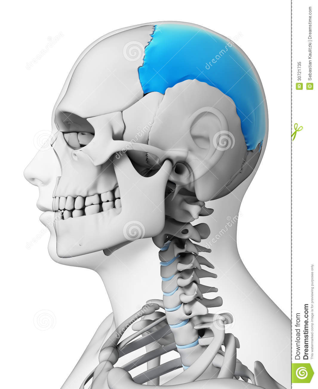 3d Rendered Illustration   Parietal Bone