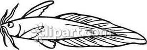 Black And White Eel Tail Catfish   Royalty Free Clipart Picture