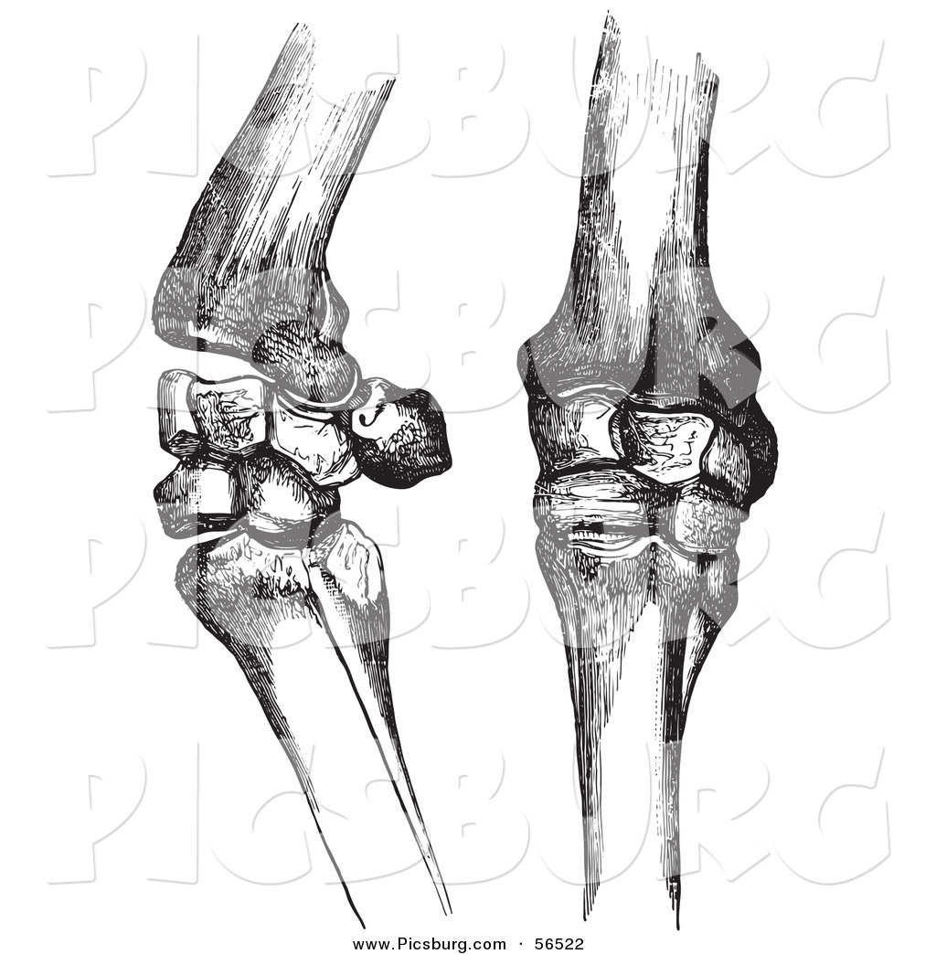Bone Joint Clipart Knee Bones And Joints