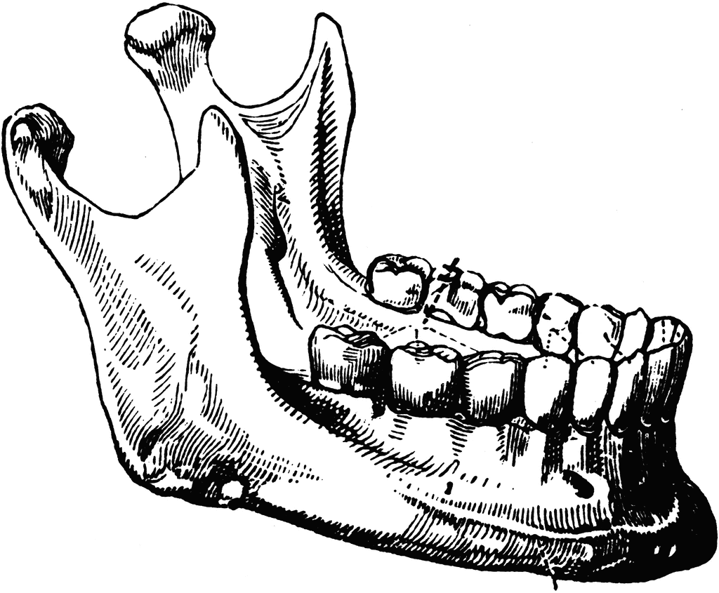 Bone Joint Clipart Temporomandibular Joint