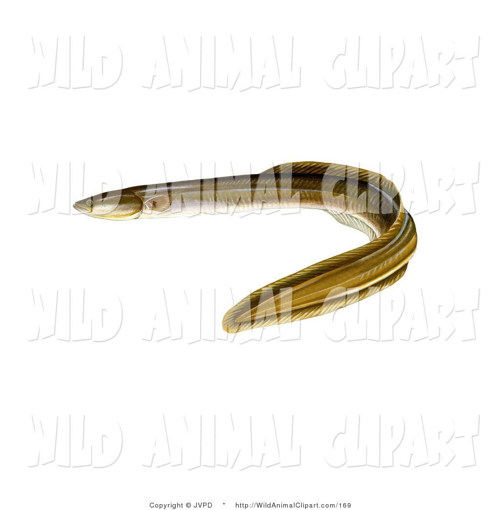 Clip Art Of An American Eel  Anguilla Rostrata  On White By Jvpd