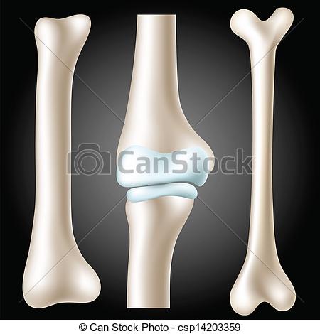 Clipart Vector Of Realistic Bone Set   Realistic Bone And Joint Set On