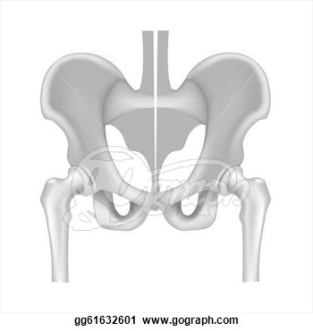 Illustration   Hip Bone And Joint Black And White  Clipart Gg61632601