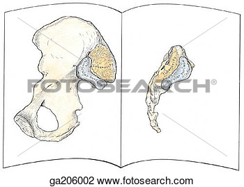 Joint  Ga206002   Search Clipart Illustration Posters Drawings And
