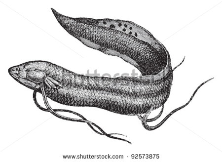 Lungfish  Protopterus Anectens    Vintage Illustration From Meyers
